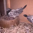 انثى كمنقر من طيور سليم الشامي