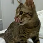 قطه يتيمه للتبني العاجل