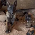 جراء مالينو جيرمن