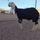 طلي نجدي نادر