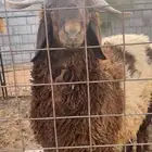 للبيع خرفان طيبه
