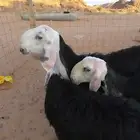 ثلاث رخال نجد