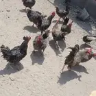 دجاج تركي للبيع