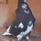 قطايف بالخرج