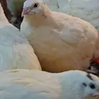 فرصة مشروع سمان تكساس اللاحم