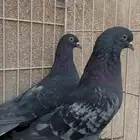 جوز قطايف