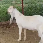 تيس صنف الصنف