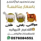 متوفر ذبايح
