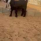 مشروع فحل عارضي