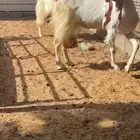 معزاء حليب طيبات