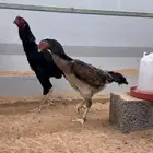 جوز شامو دم هزاز