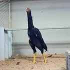 ديك شامو الماني كوبرا