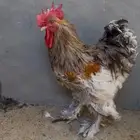 ديوك كوشن عملاق