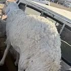 خروف ثني يجمل للضيفان