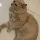 قطه انثى للتبني