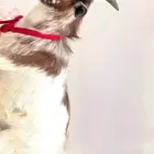 ماعز قزمي