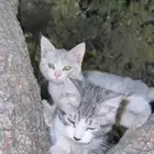 كيتن للتبني