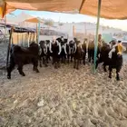 جفارات جذعات طيبة