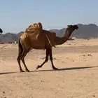 البكره الصفراء الرمانيه الكفو اللقحه