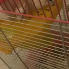 هامستر للبيع