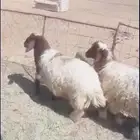 للبيع نعيم رخال. العدد2 العمر 5اشهور