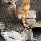( تم البيع ) دجاج بلدي