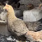 ( تم البيع ) دجاج بلدي 20 حبه