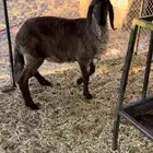 رخل سوكنيه