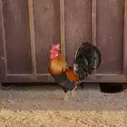 ديك افرق عربي