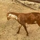 مشروع فحل للبيع