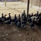 للبيع فررخ بط (بح)