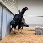 شامو الماني دم هزاز مشجر