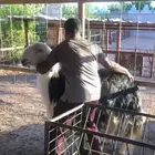 فحل نجدي مشروط