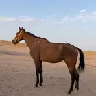 فرس