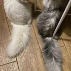 قطو لتبني