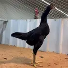 دجاجه شامو الماني هزاز