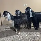 معزا عوارض كفو صنف