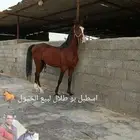 حصان شعبي للبيع