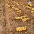 بطاطس مزارع الجوف طبرجل