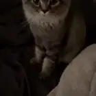 قطط للتزواج