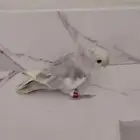 عصفور روز اليف على السوم نادر طفرة