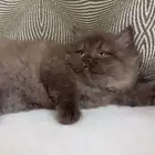 كيتين مهجن سكوتش