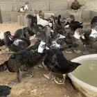 بط مصري او مسكوفي بح عمر من شهرين وطالع شرط صحه وعدال