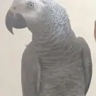 مفقود ببغاء كاسكو