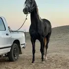 خيل للبيع