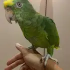 فرخ دبل هيد