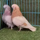 زوج كلين كريمي بار الذكر top مع انتاجة
