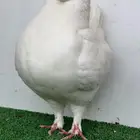 انثى مودينا بيضا 2025