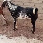 تيس فحل مشروط