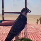وكري قرناسه طرح السودان